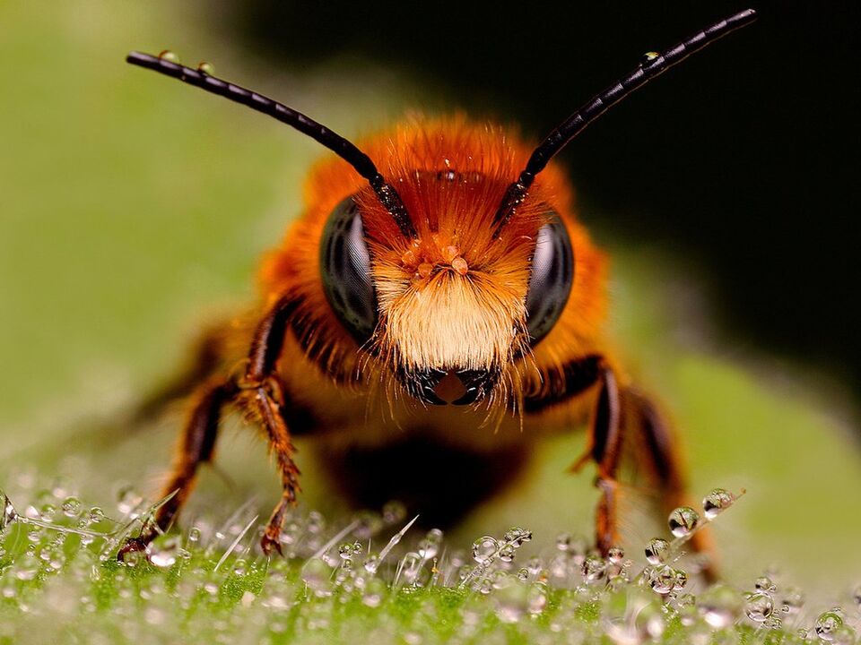 ფუტკრისა და ფუტკრის შხამი საშვილოსნოს ყელის ოსტეოქონდროზით